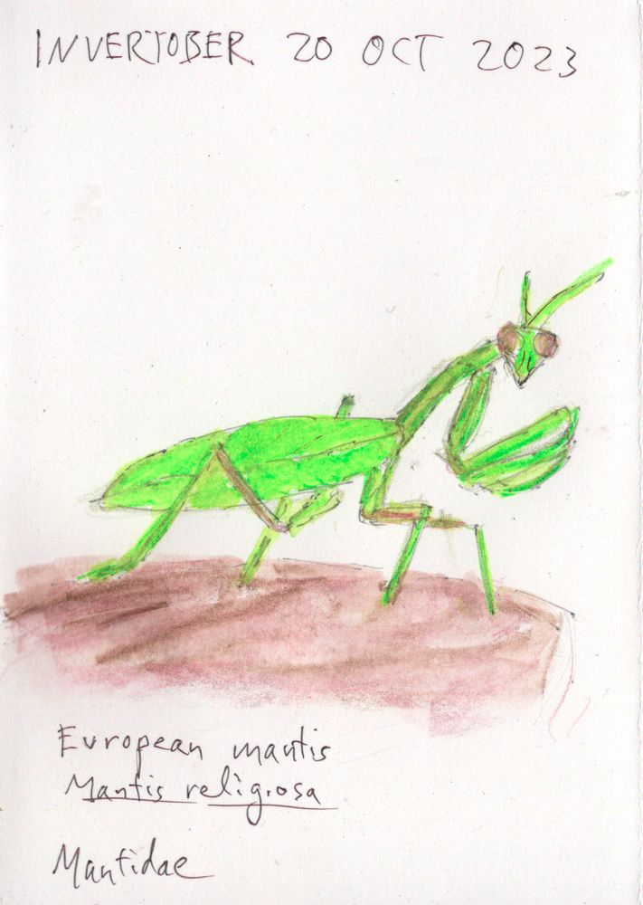 An ink and watercolor pencil sketch of a bright green mantis insect.
