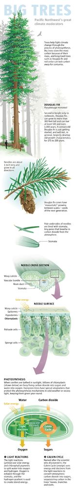 Mobile version of graphic. Trees absorb carbon dioxide from the air and turn it into sugars, using the food to grow. This process, called photosynthesis, allows plants to make their own food, storing the carbon in their tissues as they grow roots, branches and leaves. In this way, trees help fight climate change by absorbing and storing carbon pollution that is heating the planet. Big trees store the most carbon because of their mass, and long-lived species such as Douglas fir and red cedar can lock carbon away for centuries. Trees absorb carbon dioxide gas through openings in leaves or needles called stomata. Chloroplasts within leaves and needles use the energy of the sun to split water molecules drawn up through tree roots into hydrogen and oxygen, released through their stomata. Trees and other green plants create the air we breathe, and shelter and nourish life as we know it.