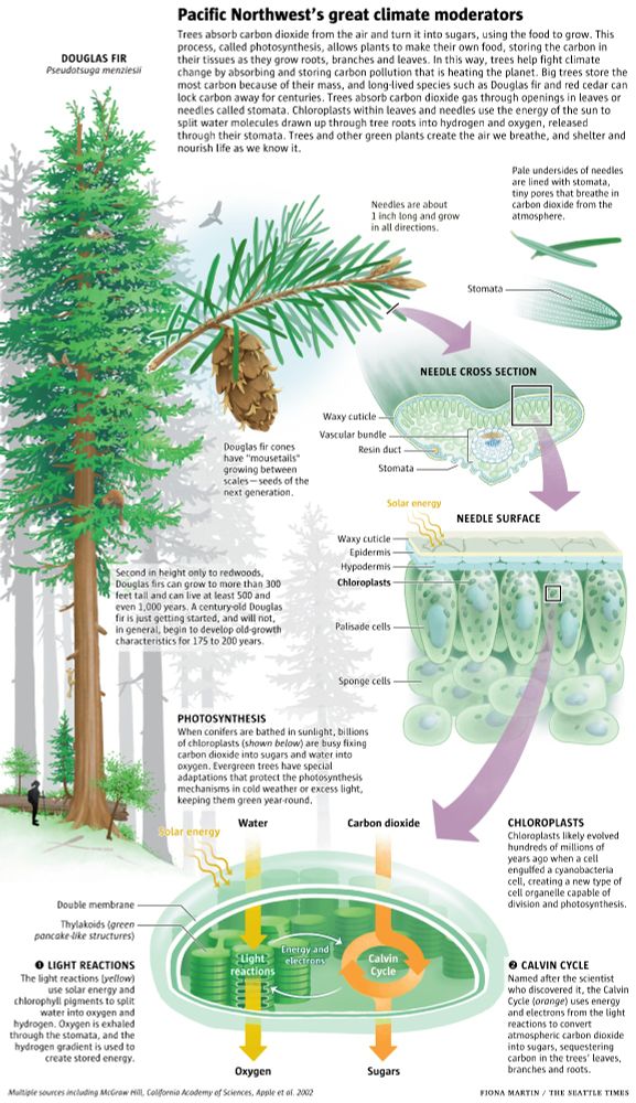 Print version of graphic. Trees absorb carbon dioxide from the air and turn it into sugars, using the food to grow. This process, called photosynthesis, allows plants to make their own food, storing the carbon in their tissues as they grow roots, branches and leaves. In this way, trees help fight climate change by absorbing and storing carbon pollution that is heating the planet. Big trees store the most carbon because of their mass, and long-lived species such as Douglas fir and red cedar can lock carbon away for centuries. Trees absorb carbon dioxide gas through openings in leaves or needles called stomata. Chloroplasts within leaves and needles use the energy of the sun to split water molecules drawn up through tree roots into hydrogen and oxygen, released through their stomata. Trees and other green plants create the air we breathe, and shelter and nourish life as we know it.