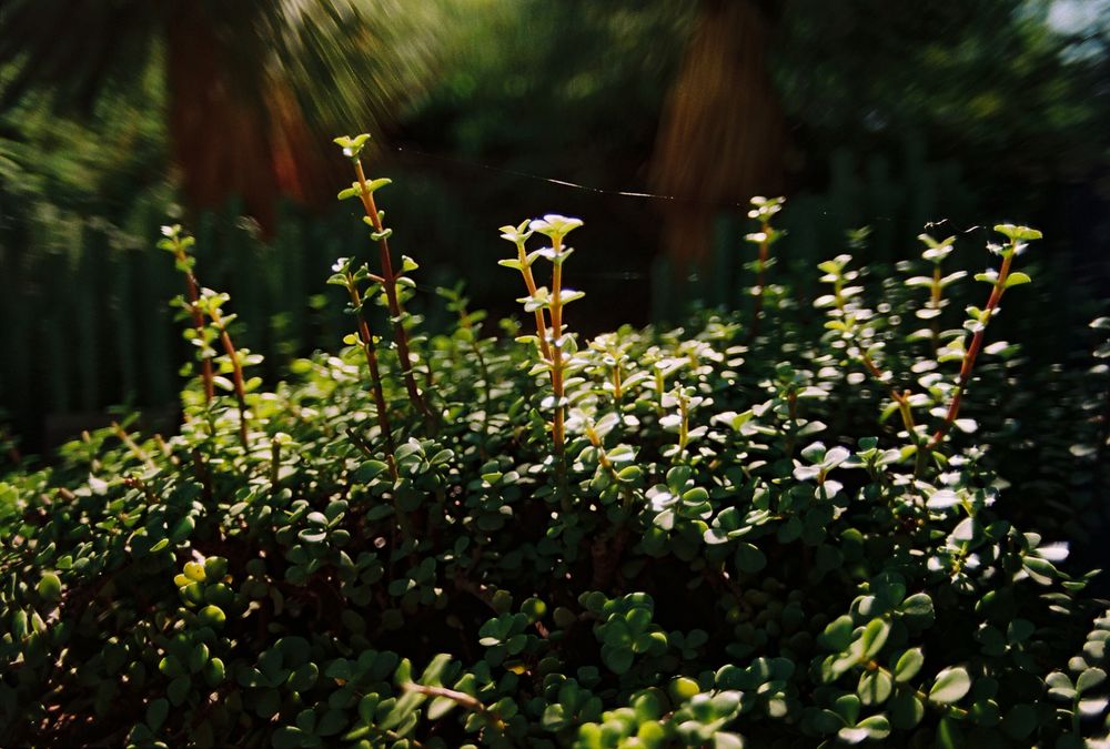 A closeup of a bushy succulent with dramatic, high contrast lighting 