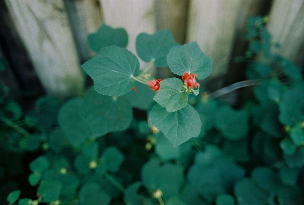 A photo of a viny plant with red flowers against a wooden fence