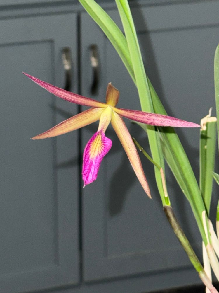 Pink orchid flower