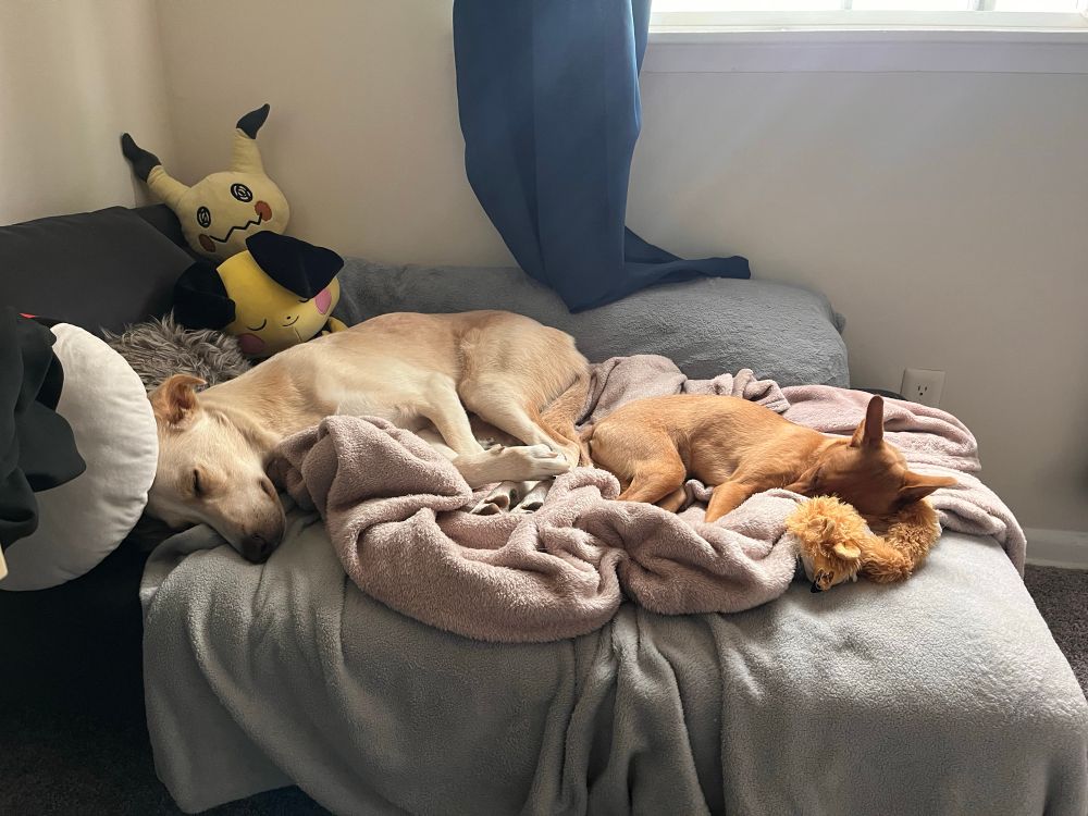 My dogs Henry and Glinda asleep on the couch in my office on a pile of blankets