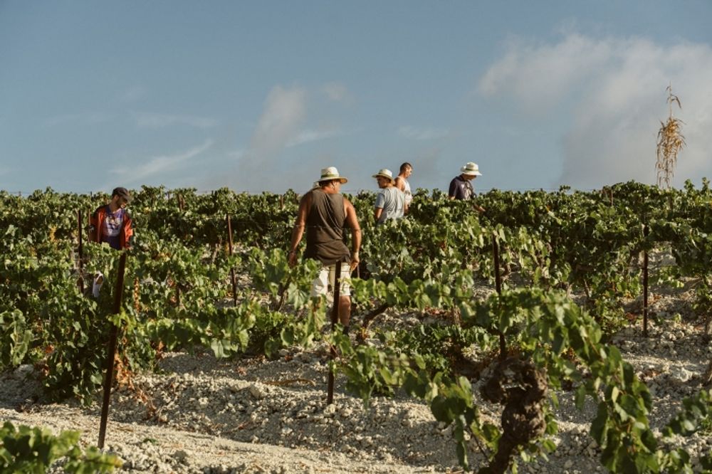 La producción en Jerez crece un 25% y suma más de 62 millones de kilos de uva de excelente calidad