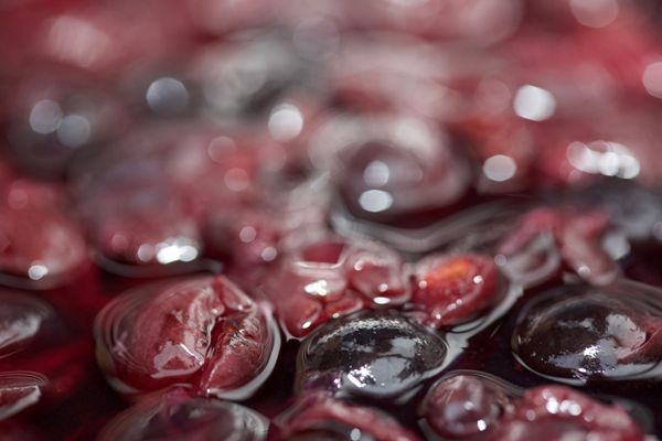 Vendimia de la variedad Garnacha de la DOP Campo de Borja