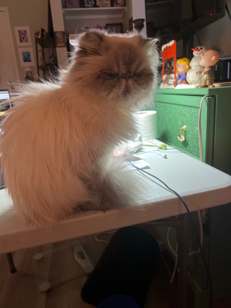 Magyk the cat perched on table