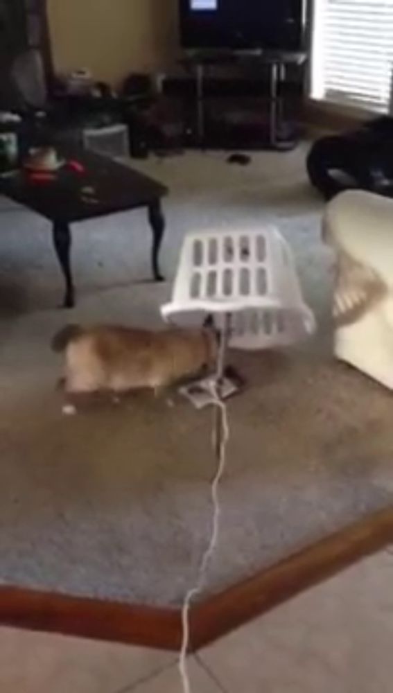 a dog laying on the floor next to a laundry basket in a living room