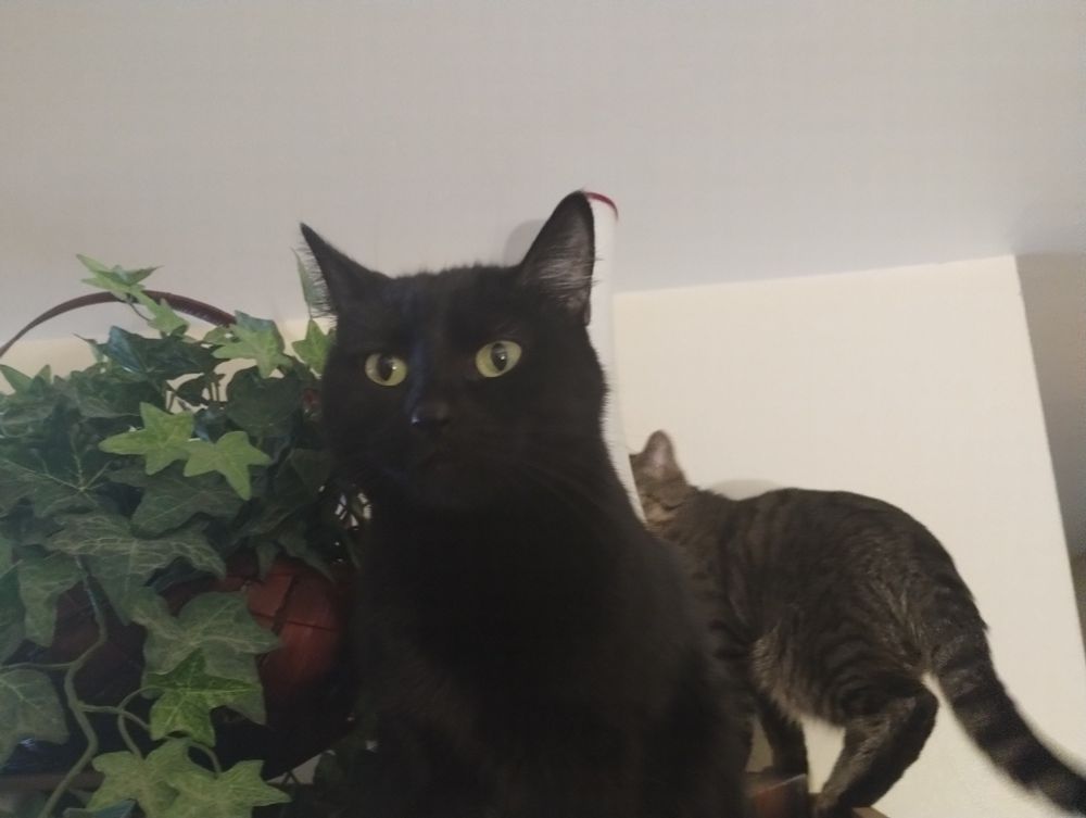 Picture of my dumbass cat