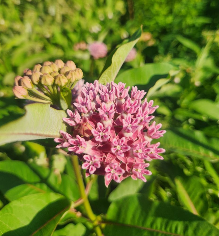 Whorled milkweed: a globe of bright pink blossoms. The scent is so sweet!