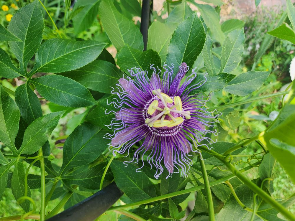 A seriously crazy purple flower. There is a layer of wide purple petals, but then there's this layer on top of them composed of long, wavy, string-like pale lavender petals. The center has yellow reproductive structures that are outsized and kinda architectural looking, which contrasts with the delicate petals. 
