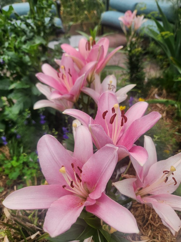 Pink asiatic lilies
