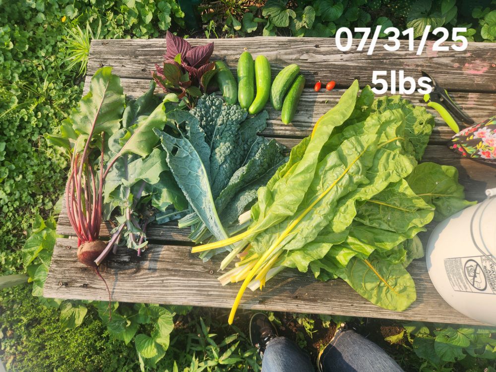 A big pile of greens, a few cukes, a beet, and a couple cherry tomatoes. Text reads,  "07/31/25 5lbs."