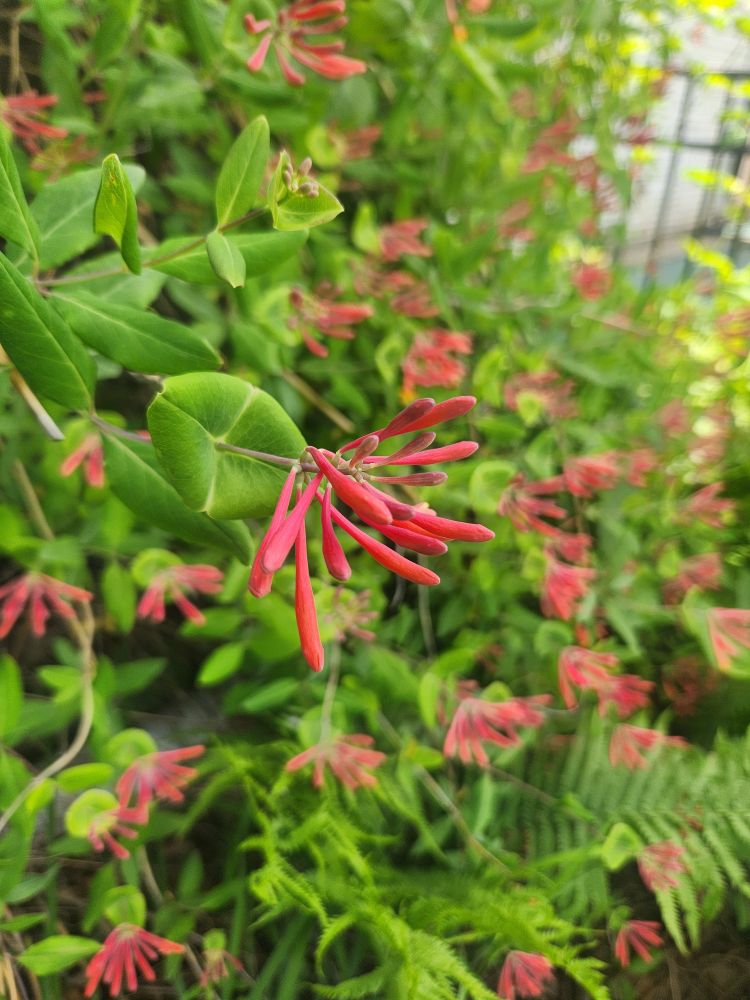 Coral Honeysuckle- hundreds of clusters of little coral colored tubular flowers, growing up and covering the back porch. 