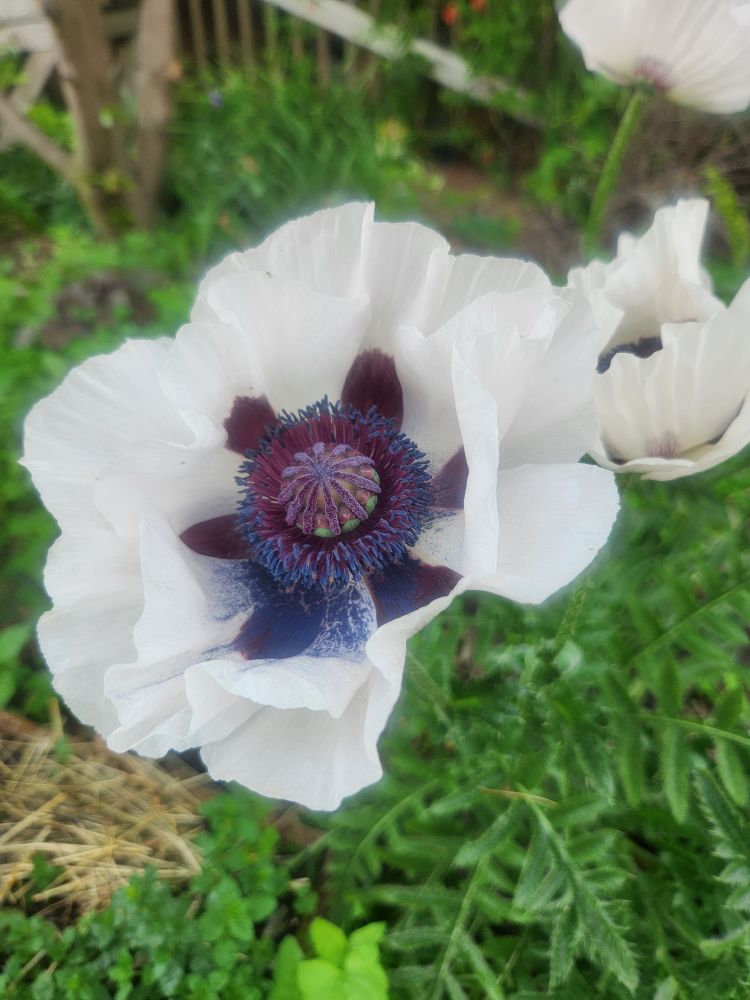 A white poppy in full bloom. The center of the blossom is a rich burgundy color with violet accents, which stands out dramatically against the frilly white petals. Next to it, another white poppy is about to bloom. 