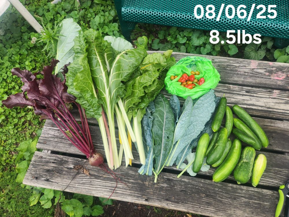 Veggies on a rough hewn wooden table: chard,  Kale,  collards, cucumbers,  cherry tomatoes, Aleppo Chiles, a beet. A label reads,  "08/06/25 8.5lbs."
