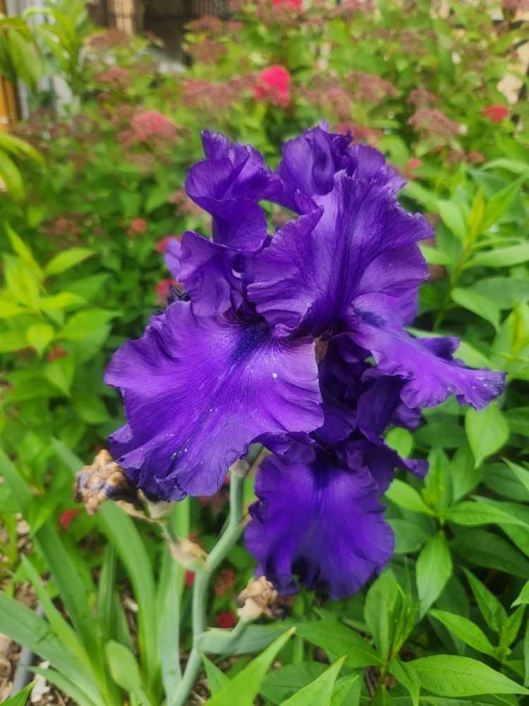 A deep purple, exceptionally frilly bearded iris. 