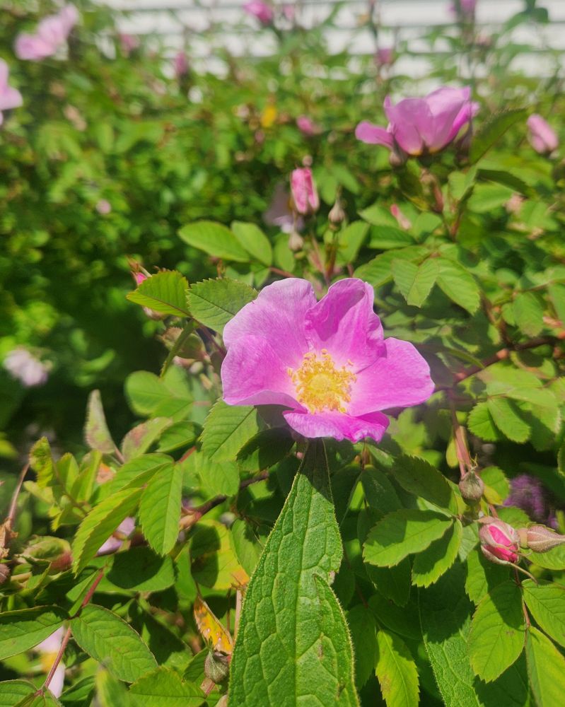 Meadow Rose- perfect pink blossoms with yellow centers. There's masses of them growing in a big patch of wild roses