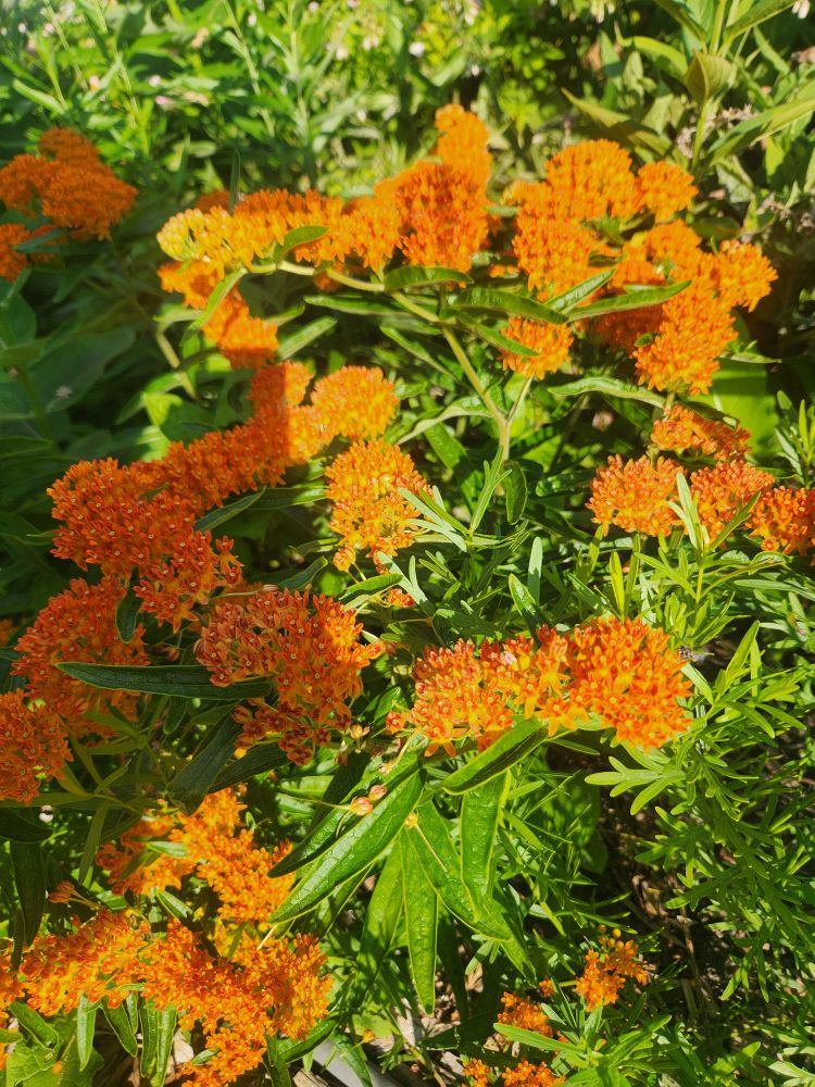 Butterfly weed: lower growing and bright Cheeto orange. 