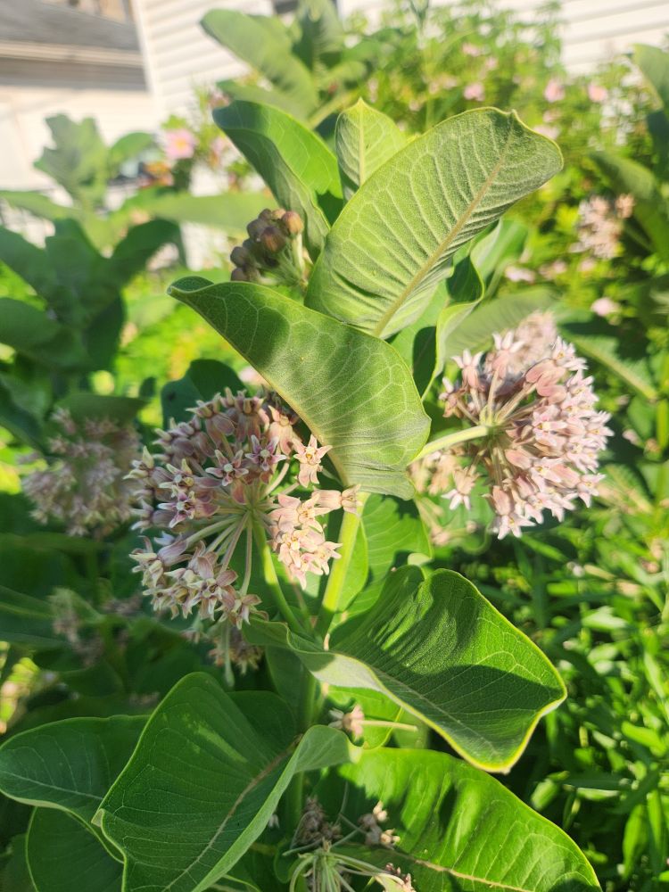 Common milkweed: tall spires of foliage with blossoms attached like pale pink pompoms