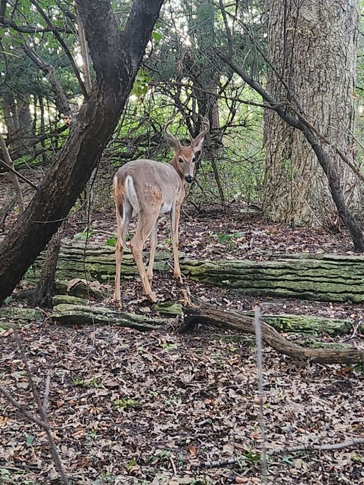 A buck looks over his shoulder at me, probably annoyed at my presence. 