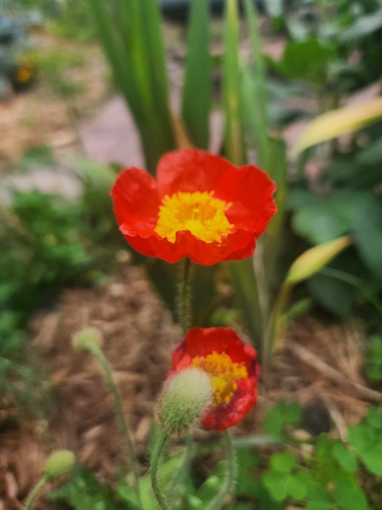 Red poppies