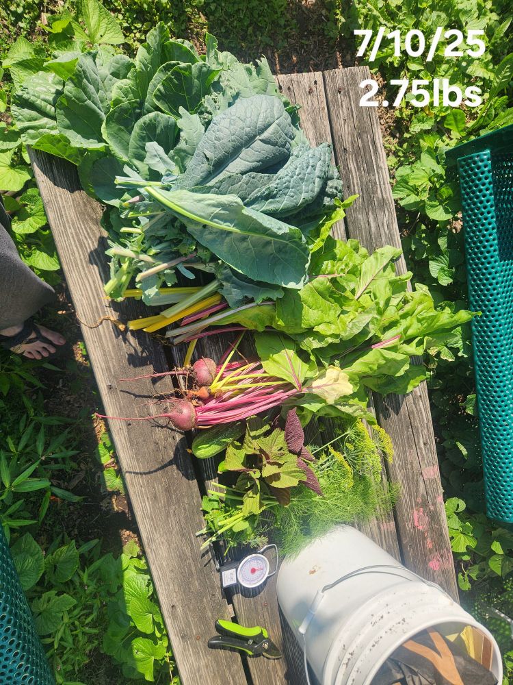 Spread on a rough hewn wooden table in the sunshine: Kale, collards, chard, beets, cucumbers, shiso, dill, lemon balm, and fennel fronds. Next to the pile of vegetation are a bucket full of tools, shears, and a scale. The photo is labeled, "7/10/25. 2.75lbs."