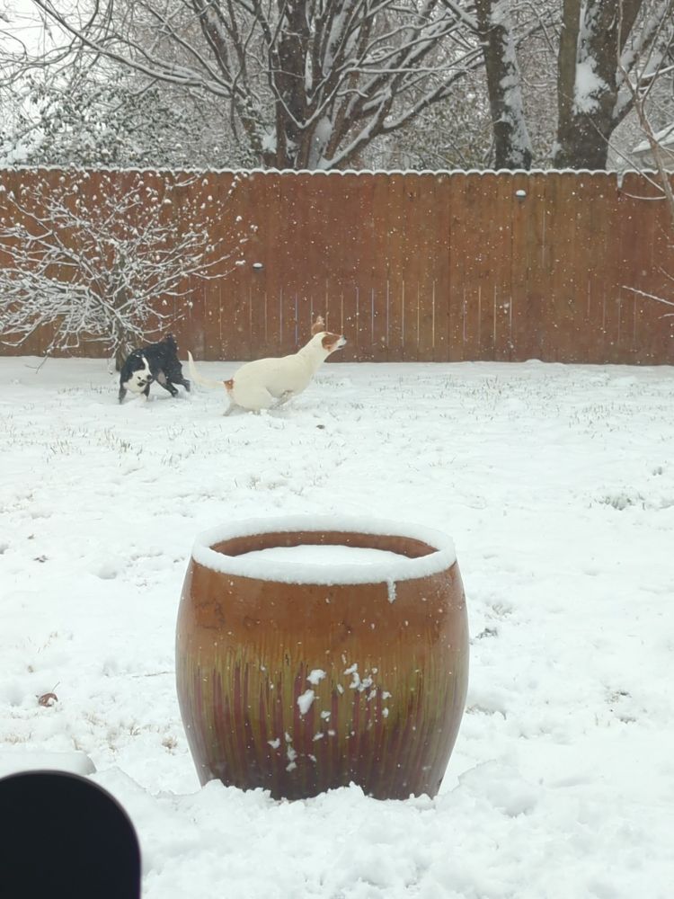 Black Border Collie and white foxhound playing in the snow in a fenced-in backyard. The photo was taken from a large window, with the camera person safely inside.