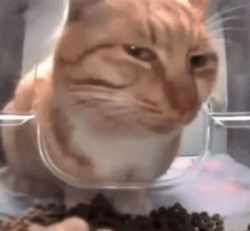 a close up of a cat eating food from a bowl .