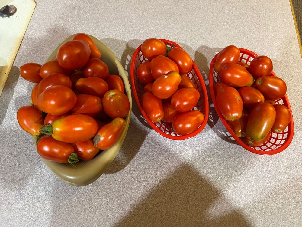 One medium and two small baskets of ripe Roma tomatoes from our garden. 