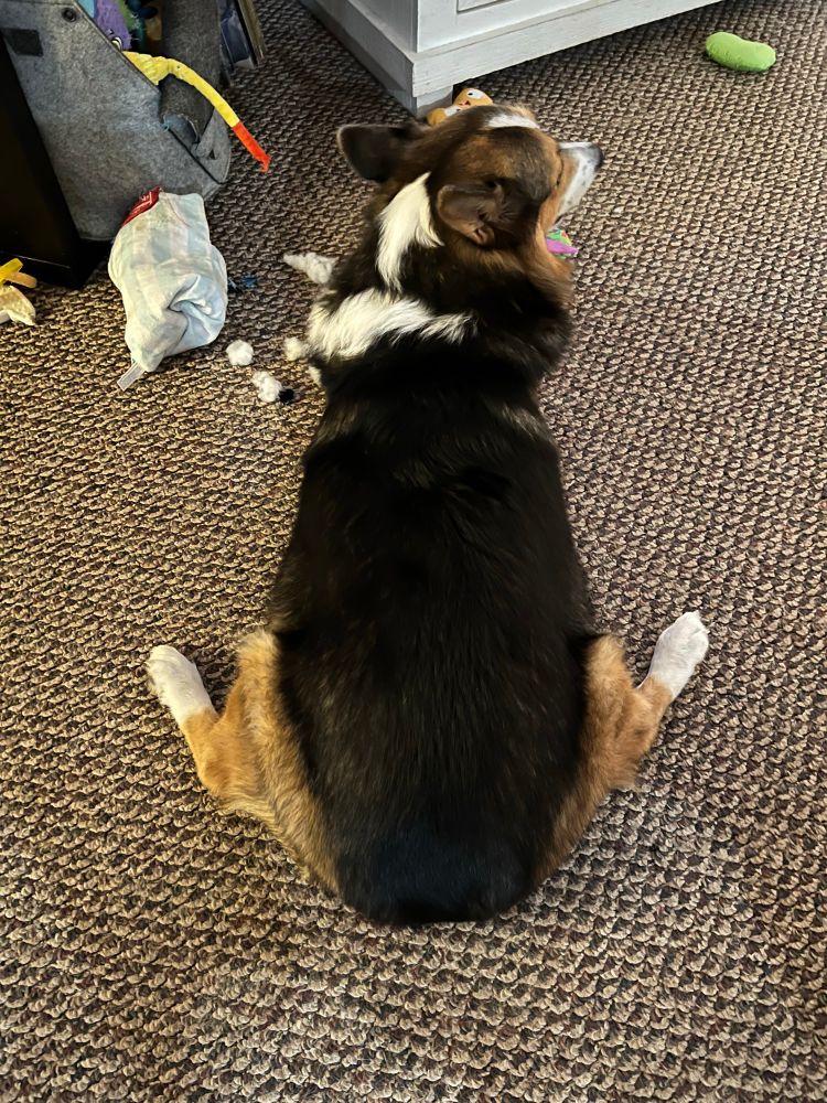 Our tricolor corgi Kaiser, in full Sploot as he chews on a new toy. 