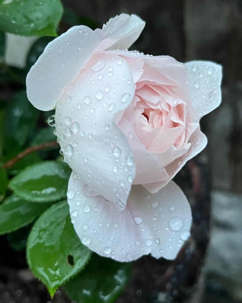 A light pink Desdemona rose half-opened and covered in water droplets 