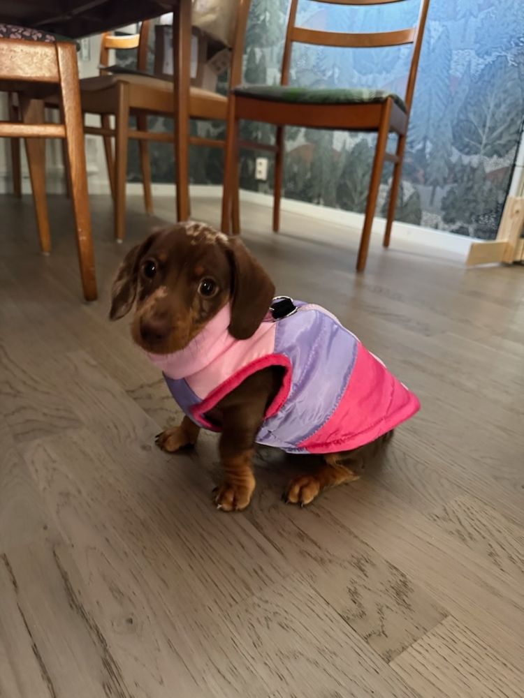 Liten brun tax sitter på golvet, i dunväst som påminner om skidoverallerna från 1980-talet