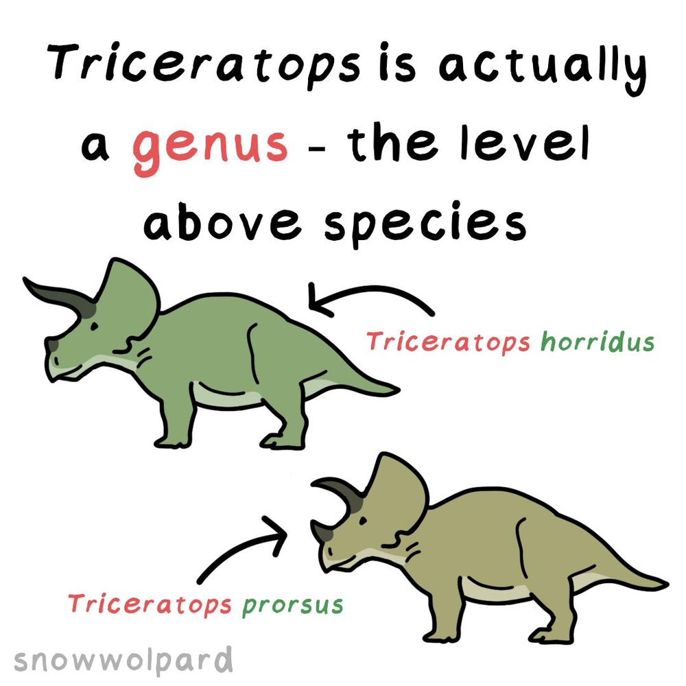 "Triceratops is actually a genus - the level above species" with drawings of both the green and yellow Triceratops from before in profile view. The green one has a blunter horn and wavy horns and is labeled "Triceratops horridus" and the yellow one has horns curved forwards with a longer horn and is labeled "Triceratops prorsus". 