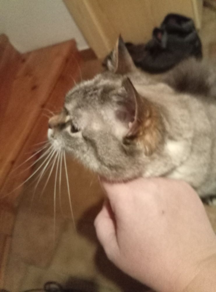 Grey kitty is getting chin rubs