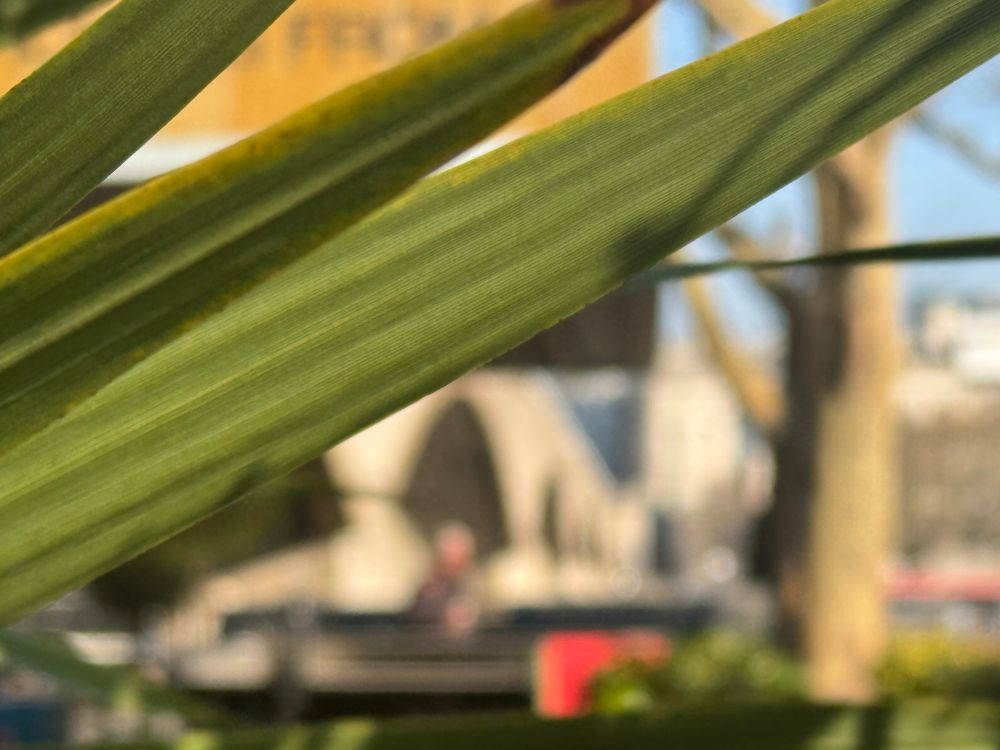 View through structured planting, along east side of Waterloo Bridge, from the South Bank of the Thames, adjacent to BFI and National Theatre, towards Somerset House. Now with focus shifted to green foliage in the foreground, blurring bridge and buildings beyond.