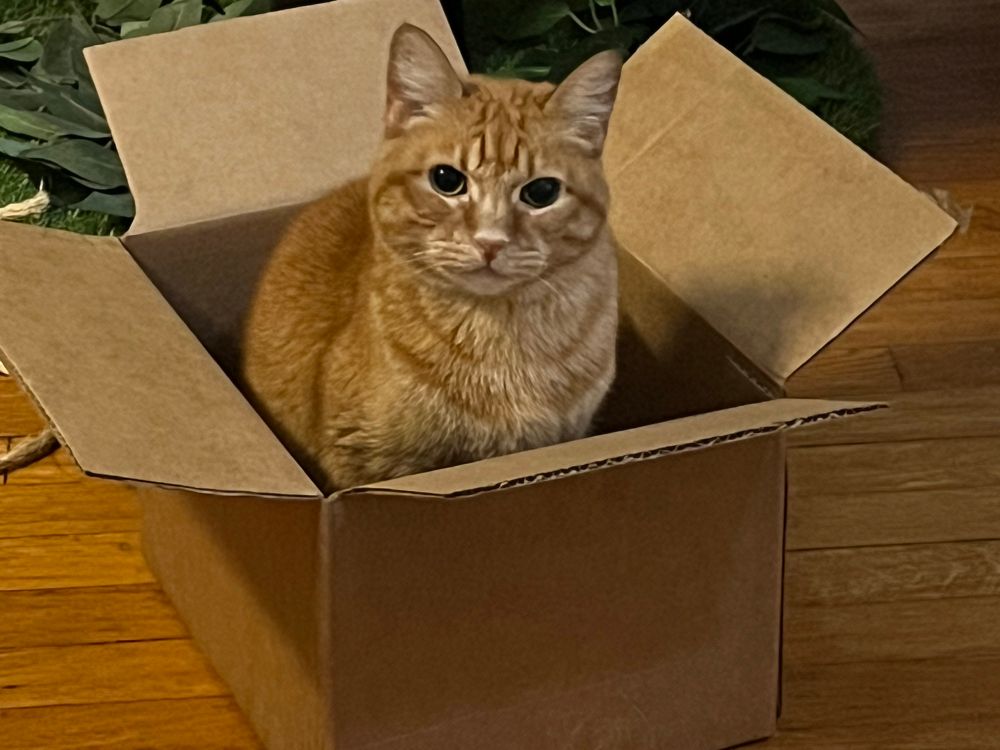 orange tabby sitting in a cat-sized box, posing for the camera