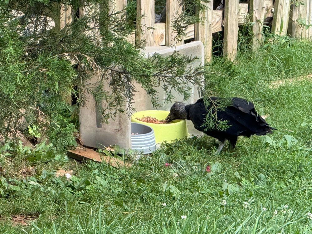 A large black vulture standing in a grass lawn, eating from one of two bowls of cat food that are partially sheltered by a large plastic bin.
