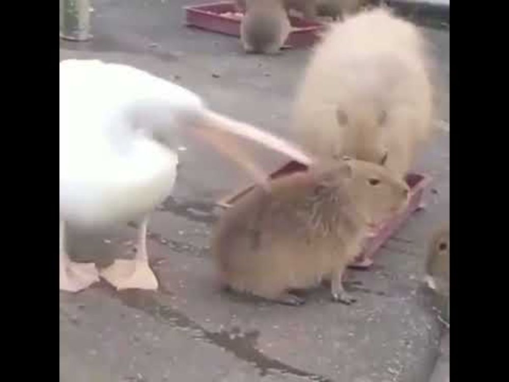 Pelican Trying To Eat Capybara || Funny Birds 🤣🤣😂😂