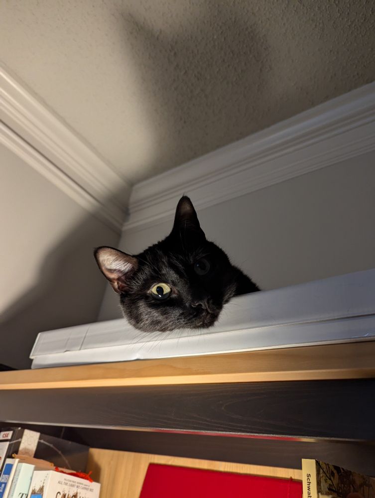 cat on a bookcase! strong shadows!