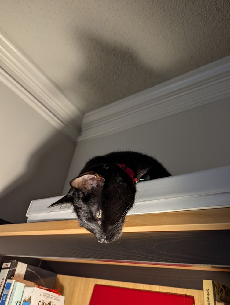 cat on a bookcase! strong shadows!