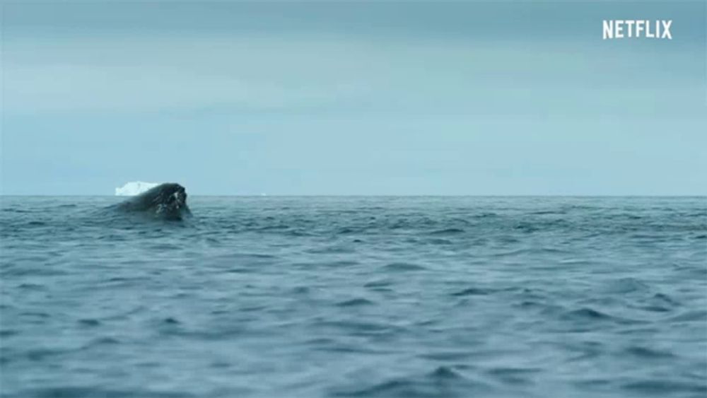 a whale is swimming in the ocean with a netflix logo in the corner