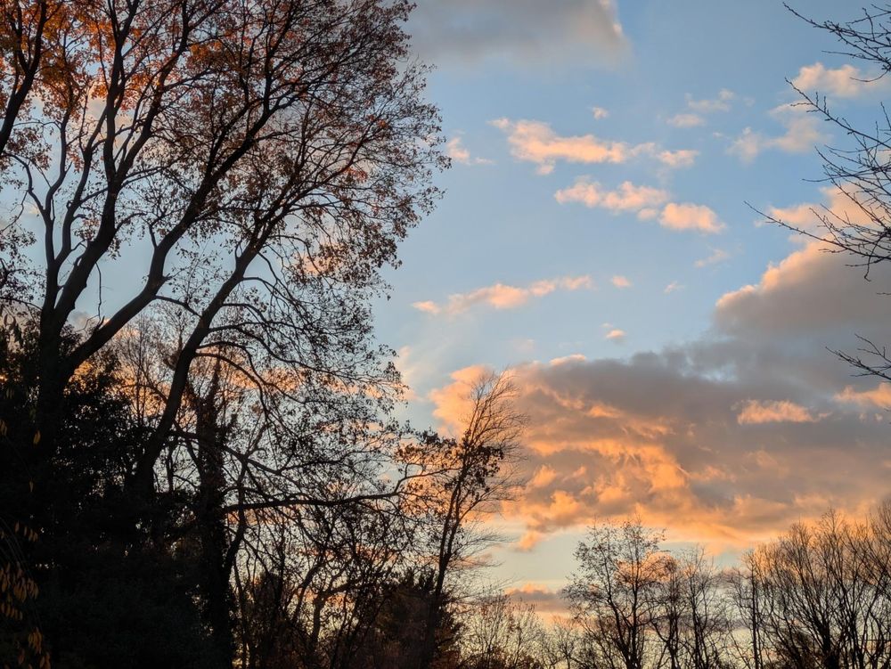 Photo with the dark silhouettes of trees in the foreground and a large swath of blue sky dotted with clouds. A few large clouds are reflecting the early morning sunlight, touched with hues of orange and pink.