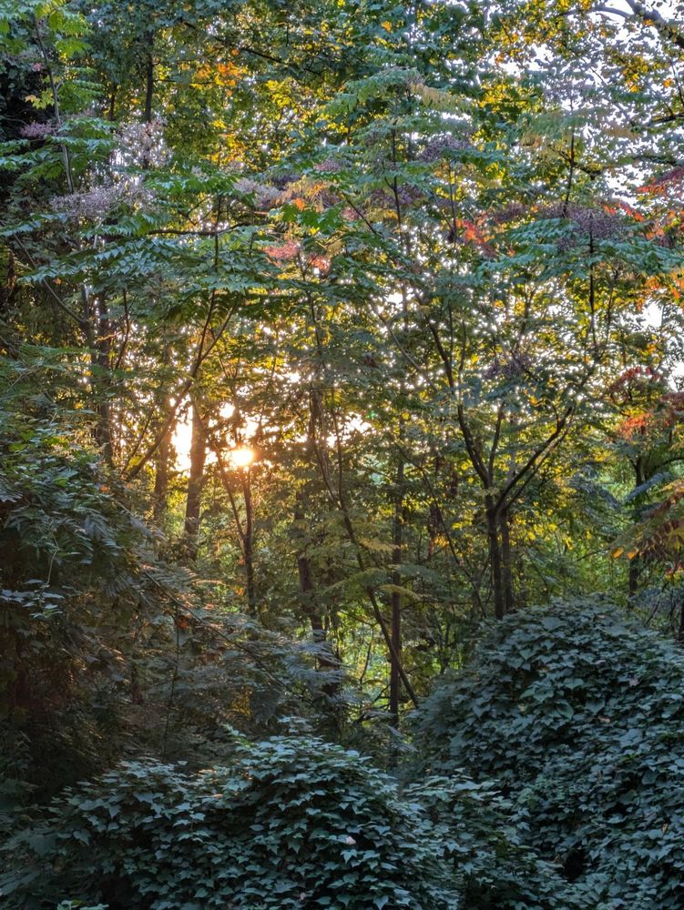 Photo: The sun is a glowing orange-gold orb streaming through a clearing in the woods. The trees are beginning to change from green to yellow, orange and red, as the leaves begin to fall.