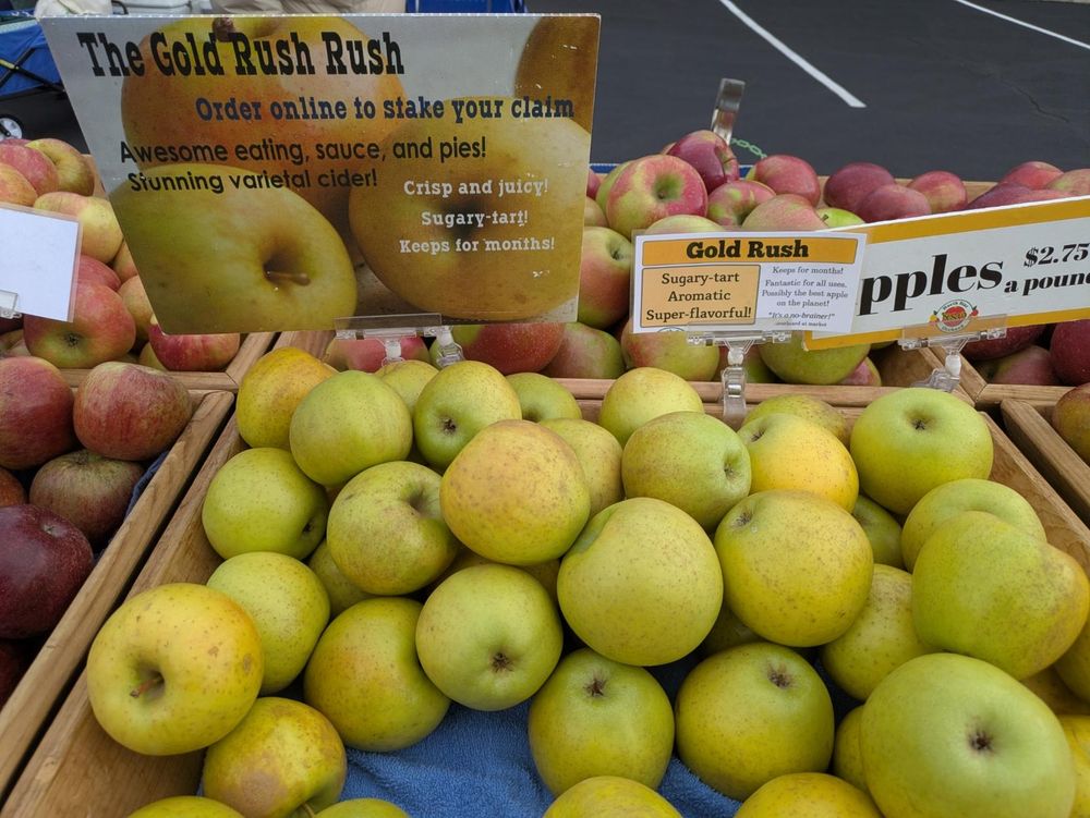 Photo overlooking bins of apples piled atop each other. The bin in the foreground, piled with apples that mostly yellow with a light russeted skin and occasional hints of pink, has a small sign attached that says:
"Gold Rush 
Sugary tart
Aromatic
Super flavorful!
Keeps for months.
Fantastic for all uses!
Possibly the best apple on the planet!"

There is another larger sign alongside that which provides slightly more information on Gold Rush apples and suggests ordering online.