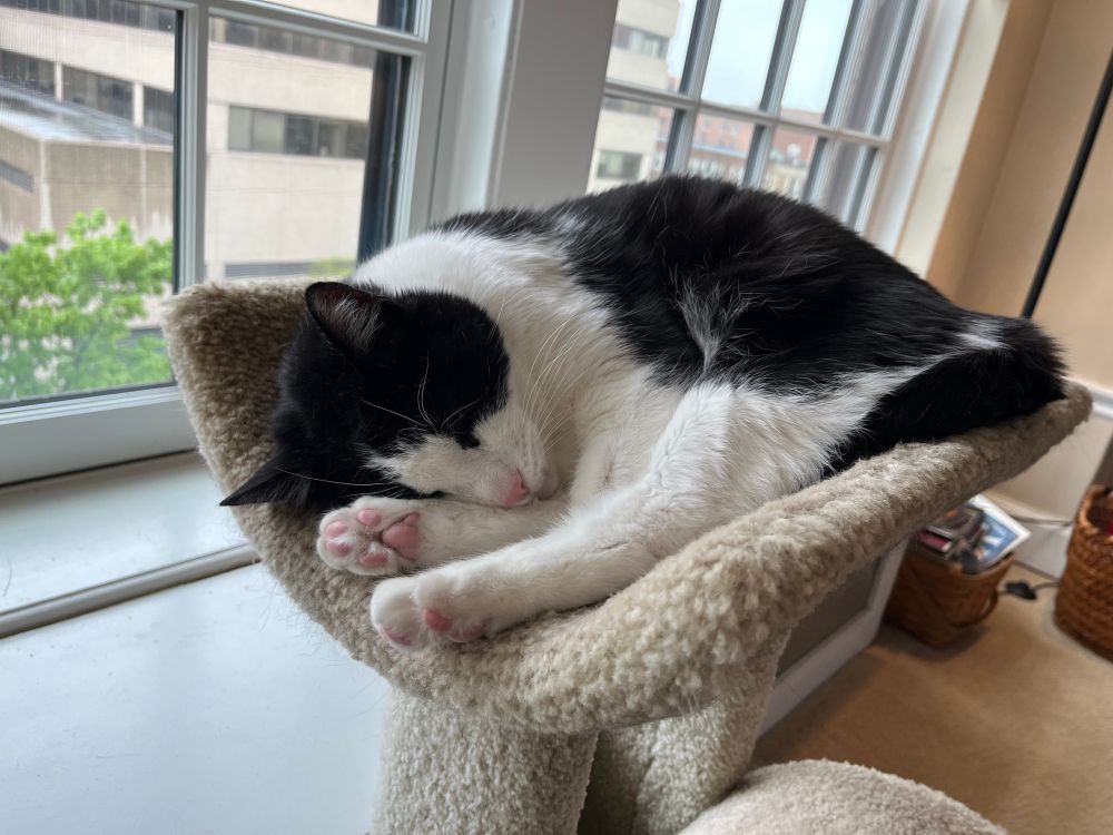 A tuxedo cat sleeps in a cat pedestal 