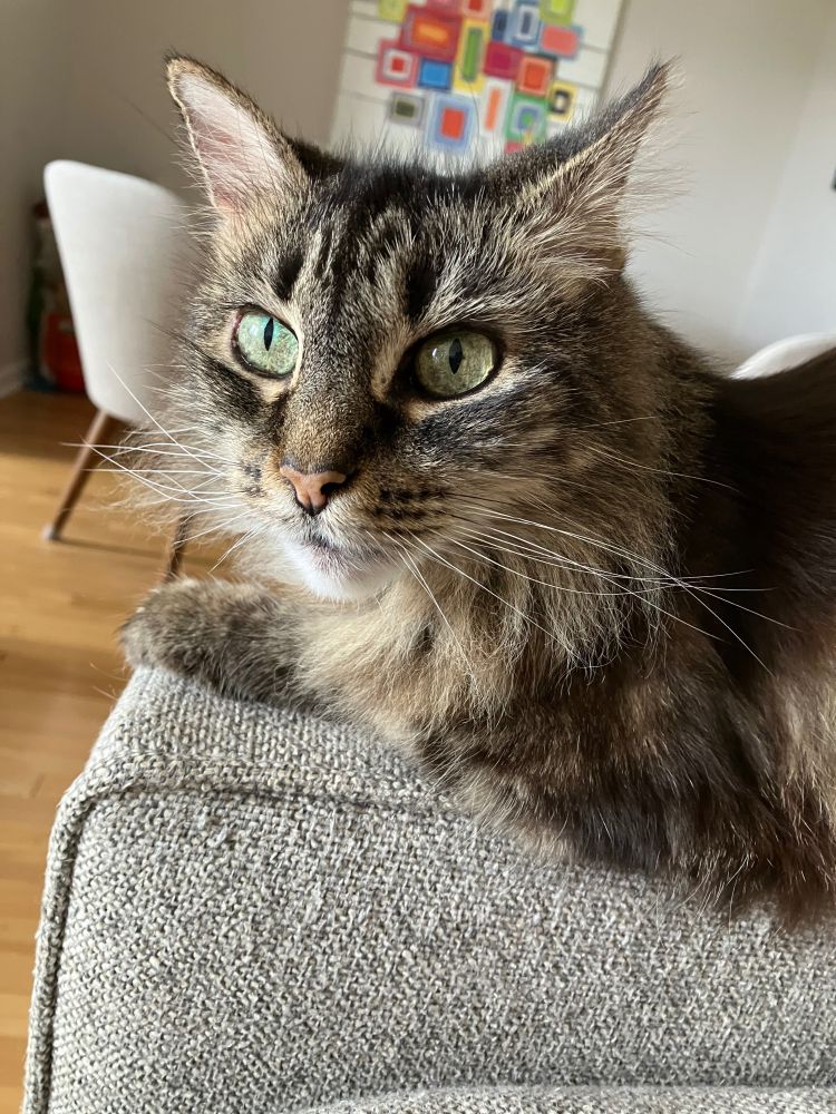A black and gray tabby cat on the arm of a sofa, looking on attentively, ready to offer constructive criticism as needed