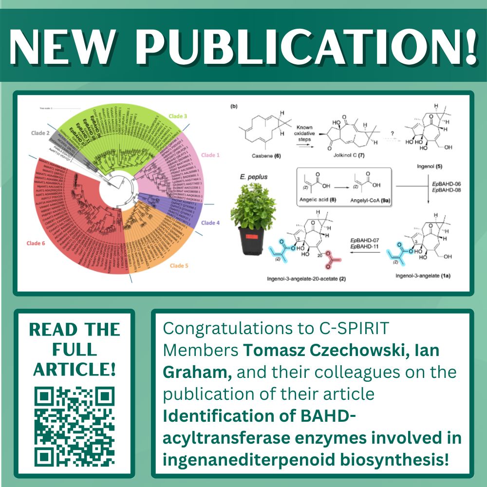 New Publication!
Congratulations to C-SPIRIT Members Tomasz Czechowski, Ian Graham, and their colleagues on the publication of their article Identiﬁcation of BAHD-acyltransferase enzymes involved in ingenanediterpenoid biosynthesis!
Read the Full Article!