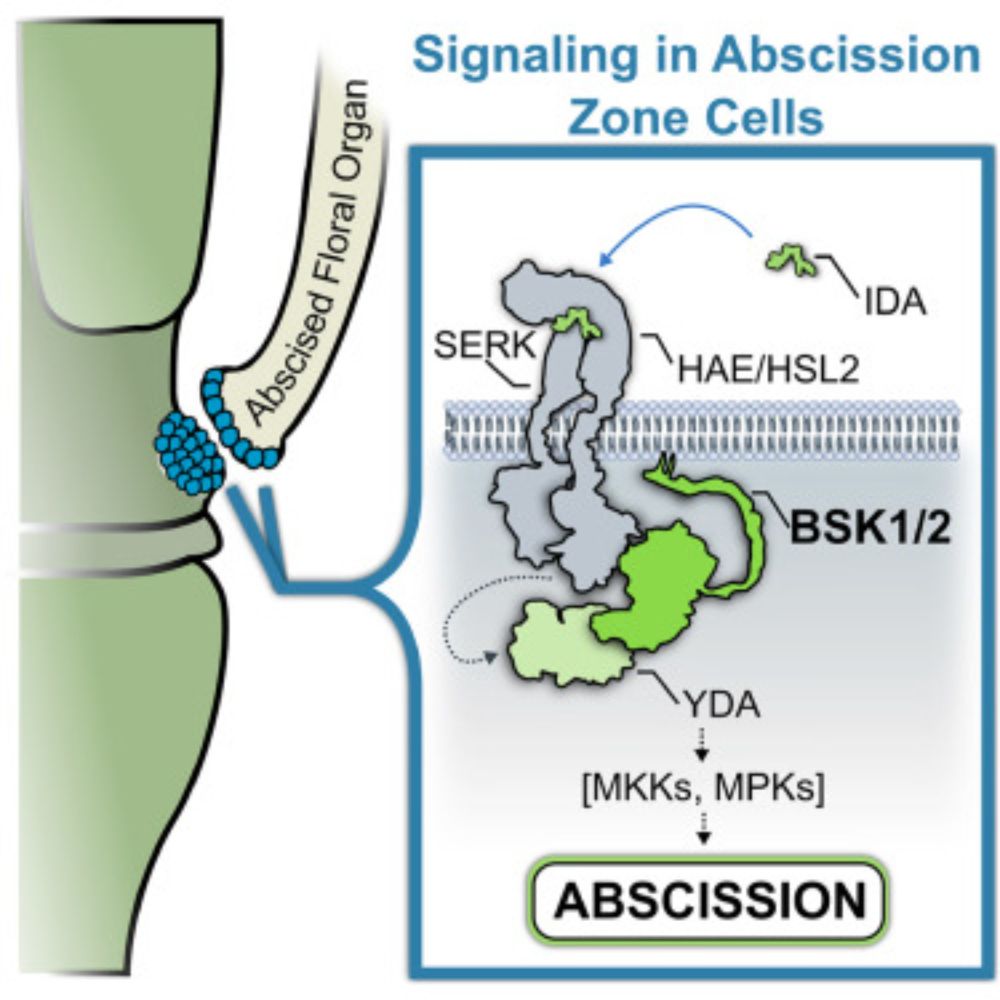 A multifaceted kinase axis regulates plant organ abscission through conserved signaling mechanisms