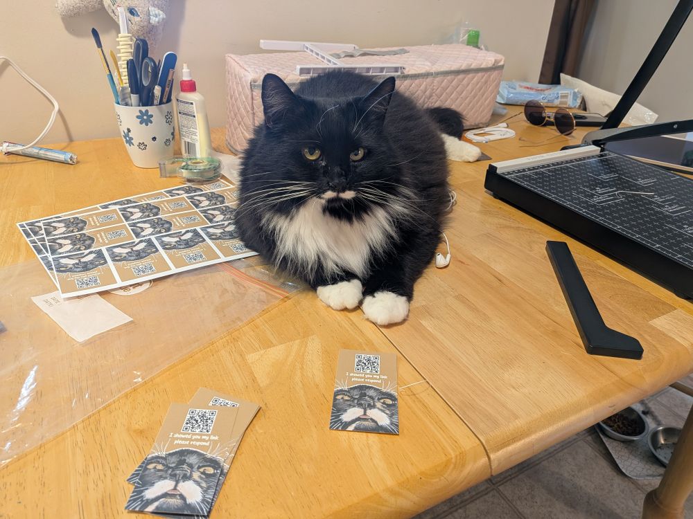 A photo of the real life cat looking unimpressed sitting surrounded by the printed business cards 