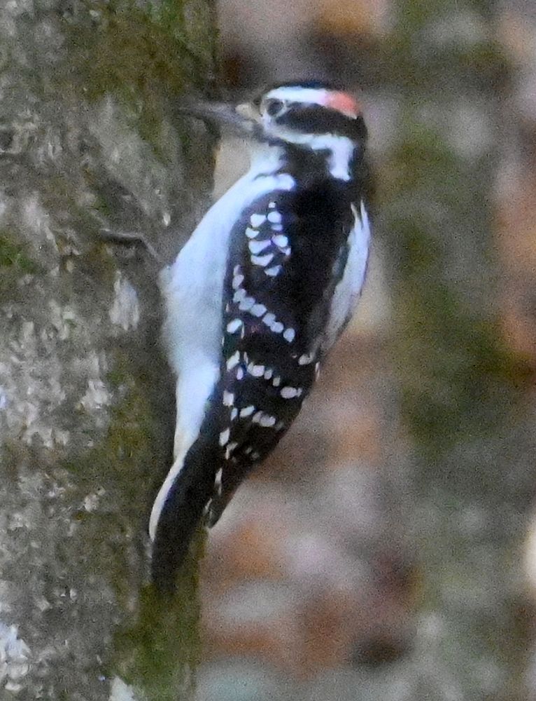 Hairy woodpecker. Black tail, black body with white spots, white stripes above and below eye, red spot on head